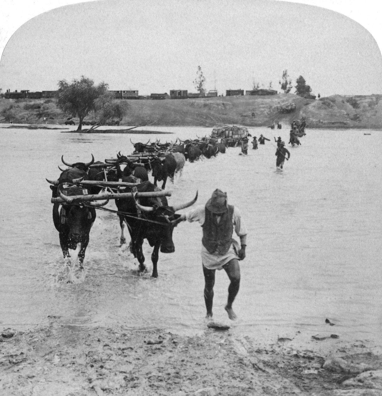 Fording the Modder River, wojna burska, Republika Południowej Afryki, 15 lutego 1901. autorstwa Underwood and Underwood