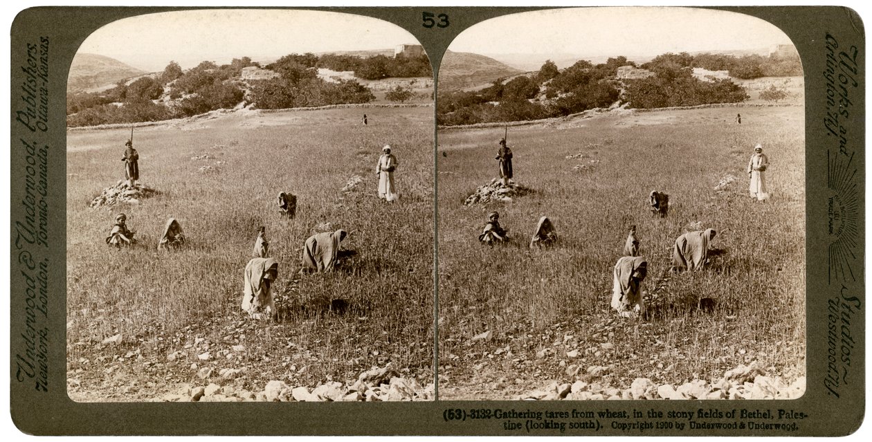 Zbieranie kąkolu z pszenicy na kamienistych polach Betel Bajtin, Palestyna, 1900. autorstwa Underwood and Underwood