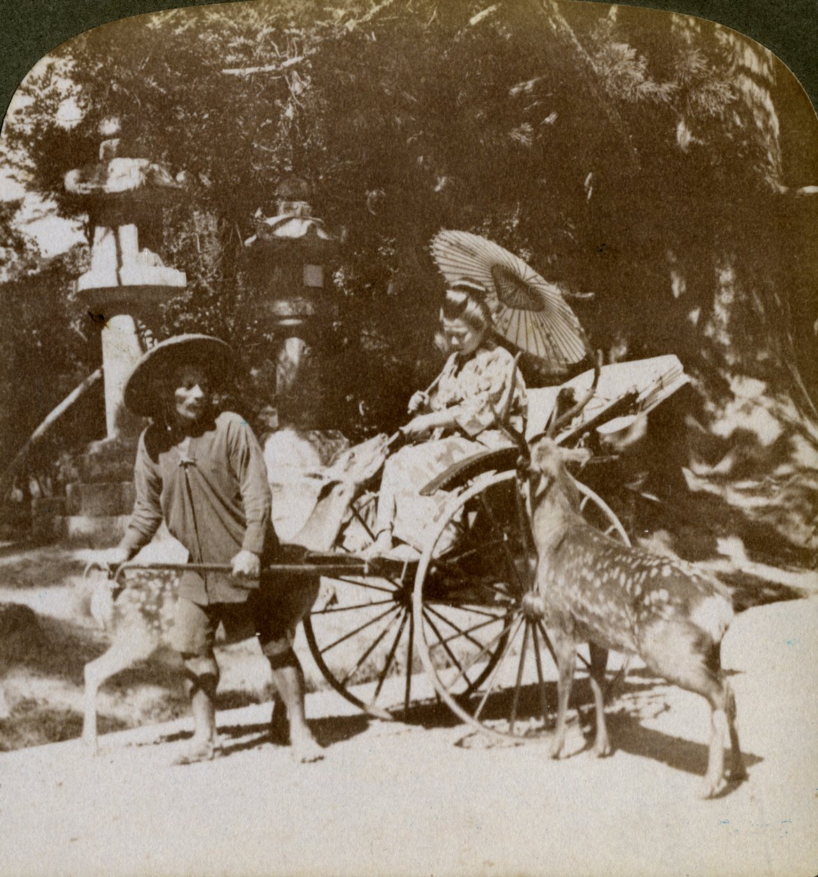 Dziewczyna karmiąca święte jelenie w drodze na modlitwę, teren świątyni Kasuga, Nara, Japonia, 1904 autorstwa Underwood and Underwood