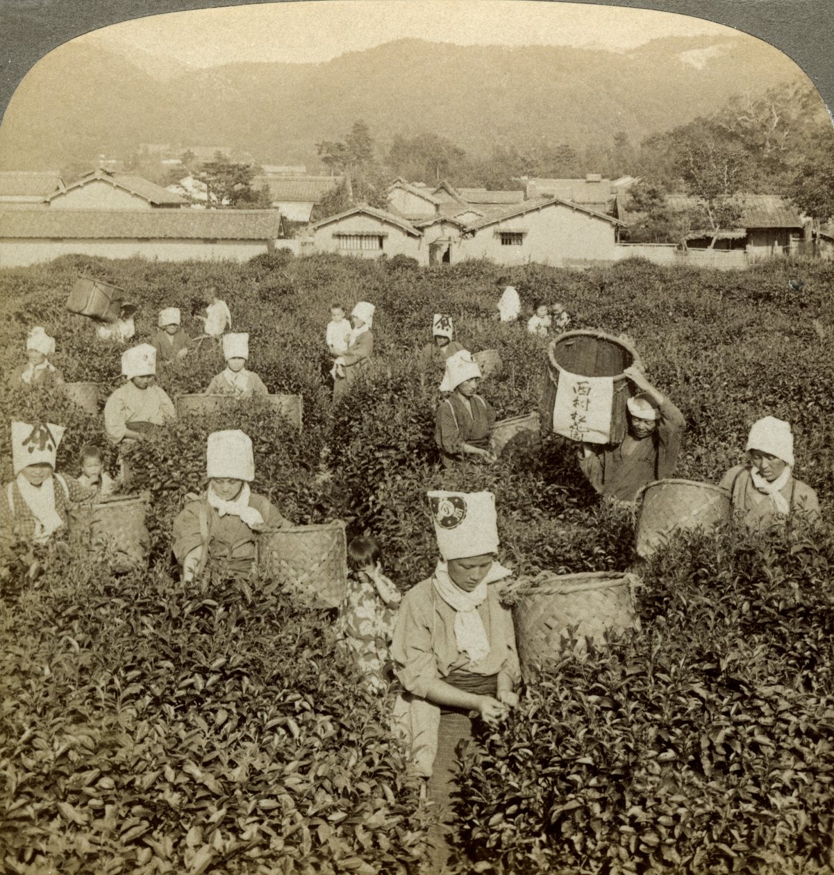 Dziewczyny zbierające herbatę, Uji, Japonia. autorstwa Underwood and Underwood