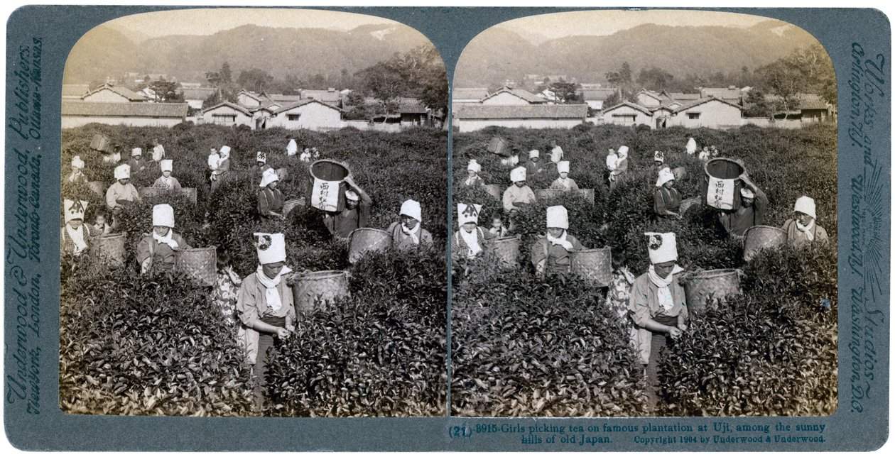 Dziewczyny zbierające herbatę na słynnej plantacji w Uji, Japonia, 1904 autorstwa Underwood and Underwood