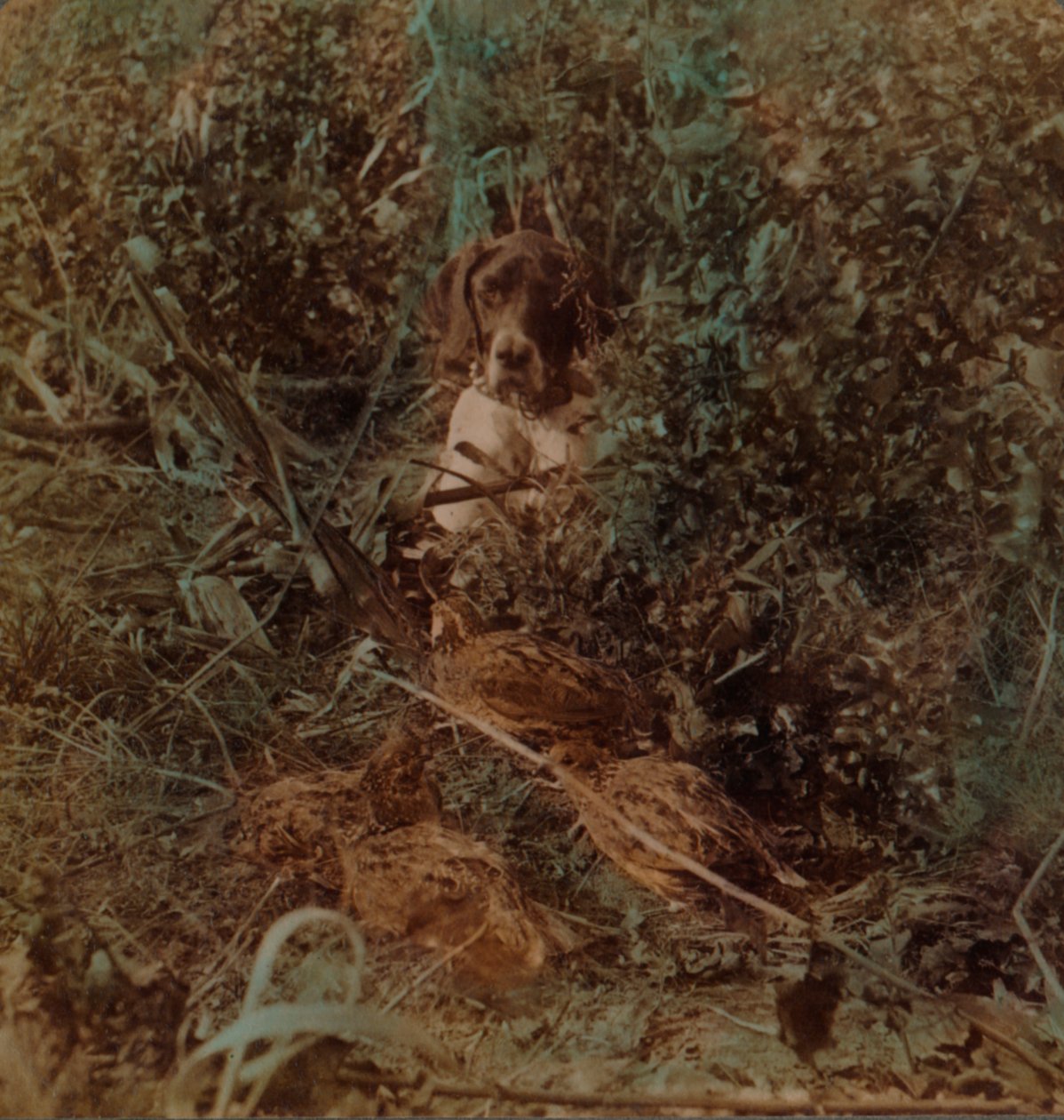 Polowanie w zachodniej części prerii, stado przepiórek i wyżeł w kukurydzianym ściernisku, 1903. Artyści: Elmer Underwood, Bert Elias Underwood. autorstwa Underwood and Underwood