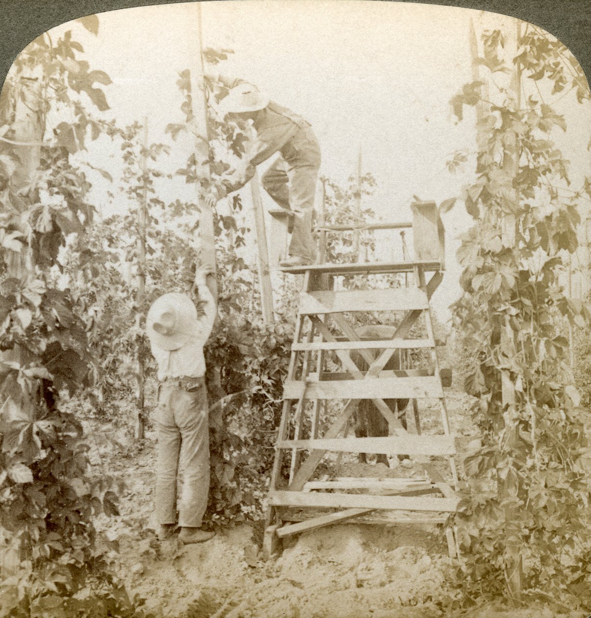 W dzielnicy Rich Hop, Training the Vines, White River Valley, Waszyngton, USA. autorstwa Underwood and Underwood