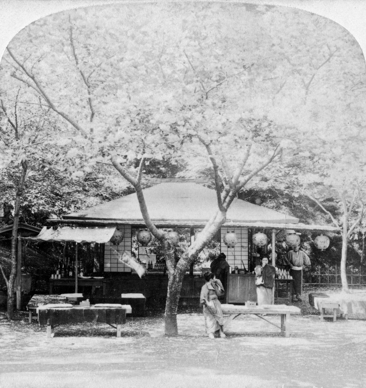 W sercu królestwa kwiatów, Nara, Japonia, 1896. autorstwa Underwood and Underwood
