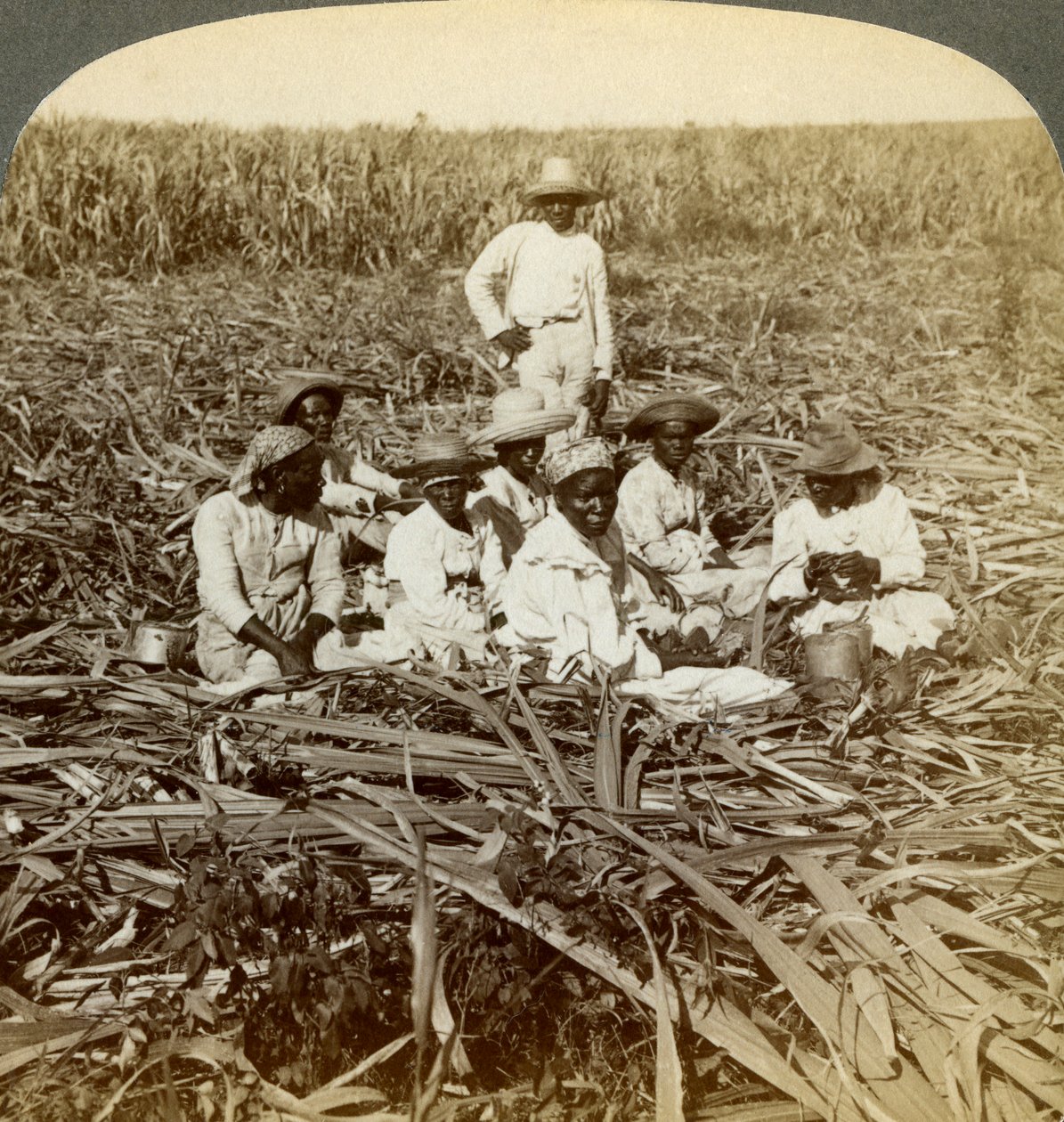 Na plantacji cukru La Union, San Luis, prowincja Santiago, Kuba, 1899. autorstwa Underwood and Underwood