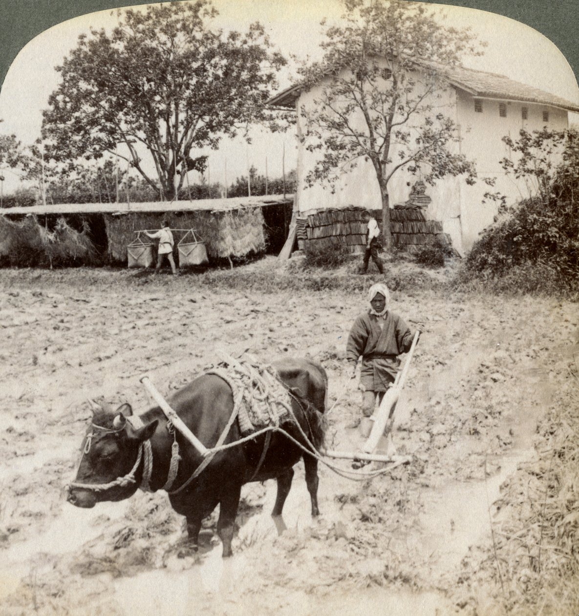 Orka zalanej ziemi pod sadzenie ryżu, na północ od głównej drogi w Uji, niedaleko Kioto, Japonia, 1904. autorstwa Underwood and Underwood