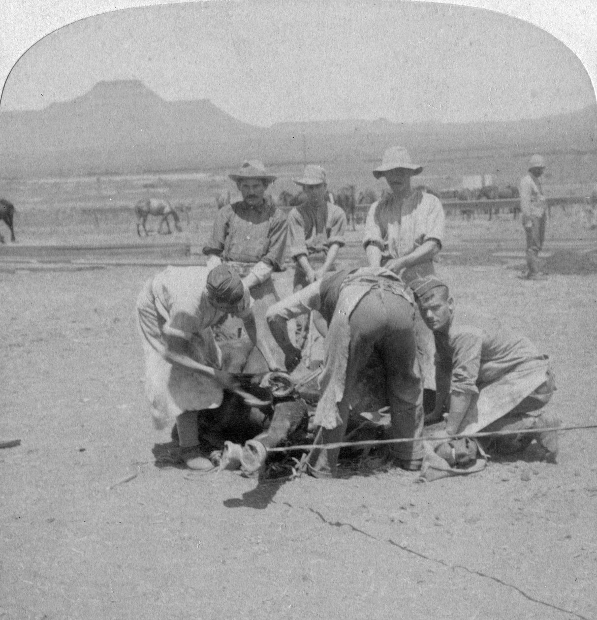 Podkuwanie koni w Naauwpoort, RPA, wojna burska, 1900 autorstwa Underwood and Underwood