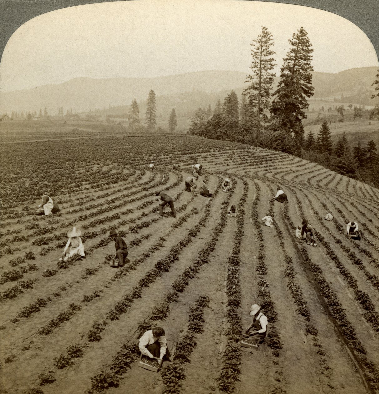 Zbieranie truskawek, Cedar Creek Farm, Hood River Valley, Oregon, USA. autorstwa Underwood and Underwood