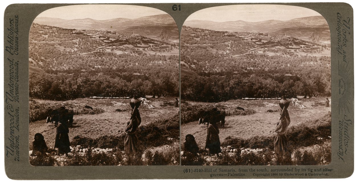 Wzgórze Samarii, od południa, otoczone gajami figowymi i oliwnymi, Palestyna, 1900. autorstwa Underwood and Underwood