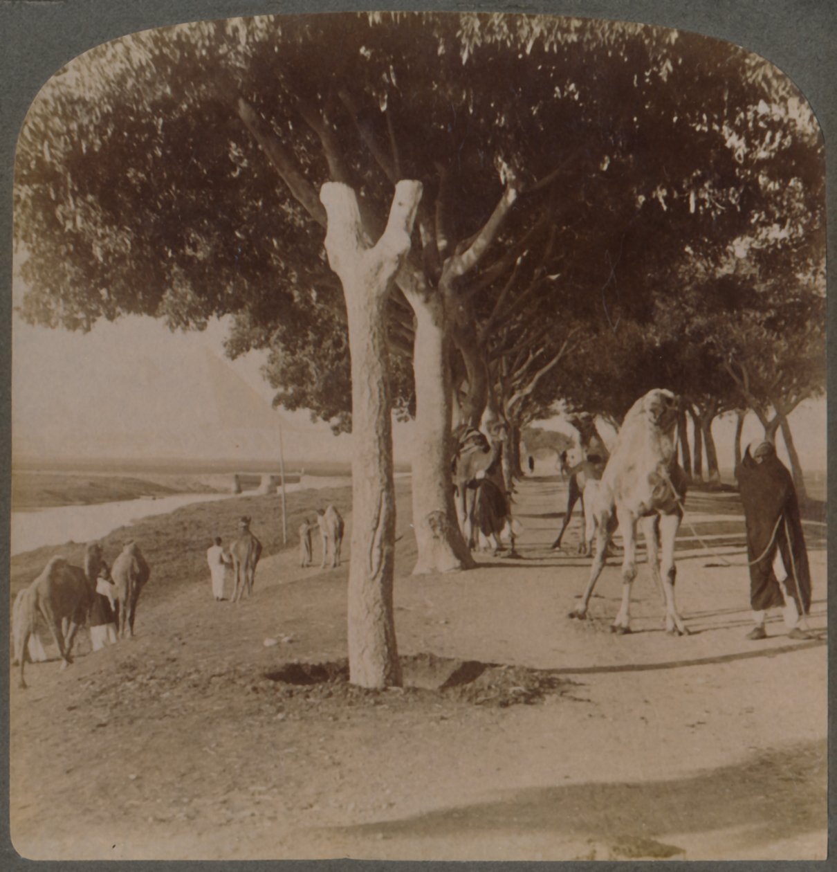 Droga do piramid, Egipt, 1896. autorstwa Underwood and Underwood