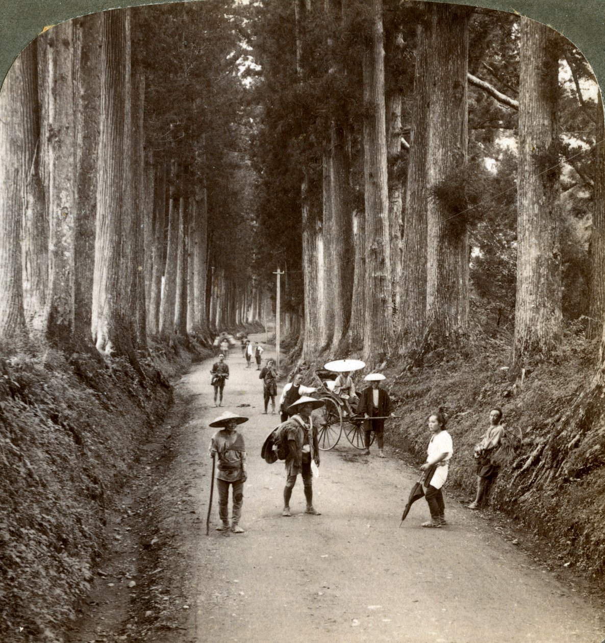 Gaje były pierwszymi świątyniami bogów, aleją szlachetnych kryptomerii w Nikko, Japonia, 1904 autorstwa Underwood and Underwood