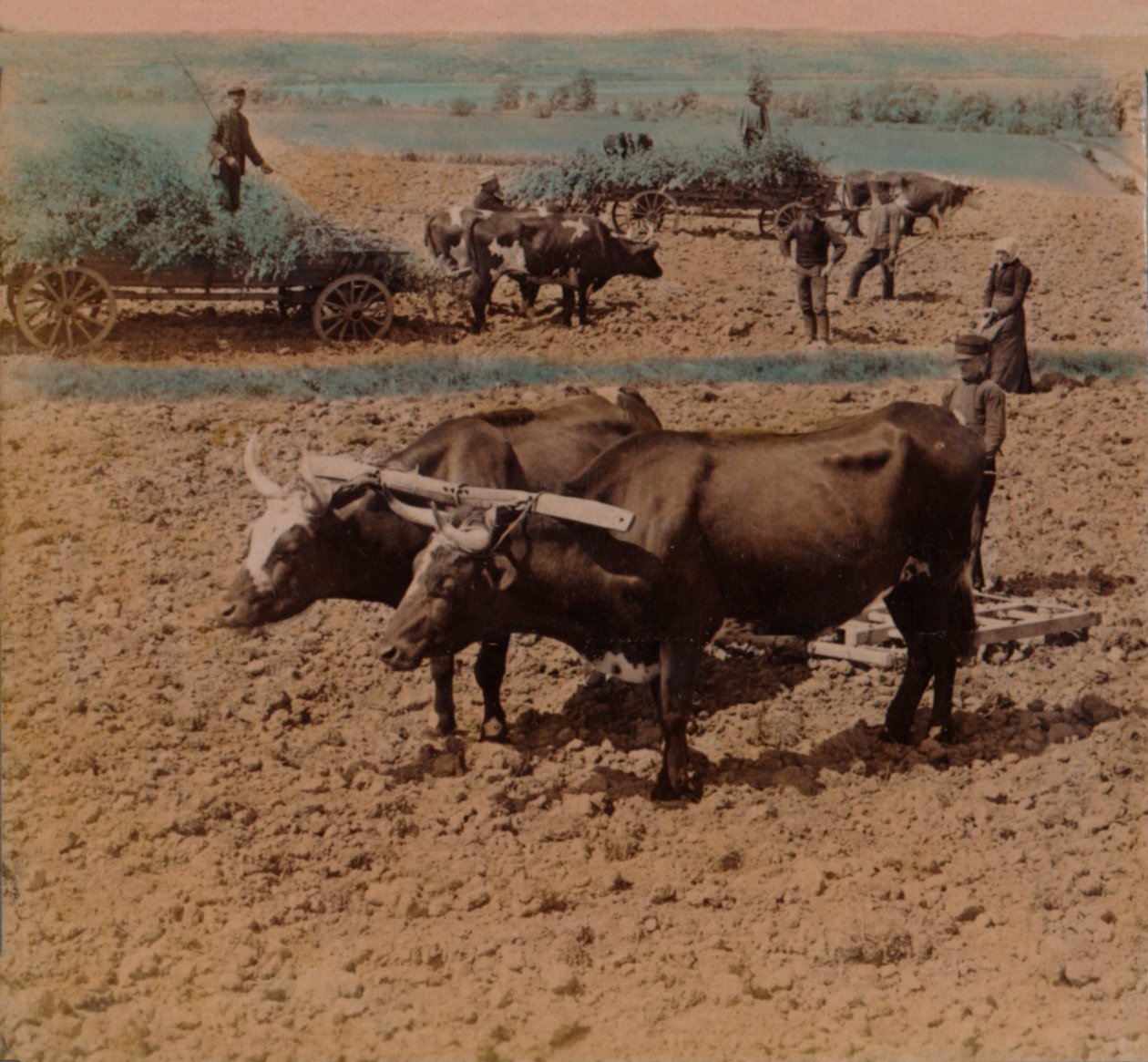 Oszczędni wieśniacy z bydłem pracują na farmie niedaleko Jonkoping, Szwecja, 1905. Artyści: Elmer Underwood, Bert Elias Underwood. autorstwa Underwood and Underwood