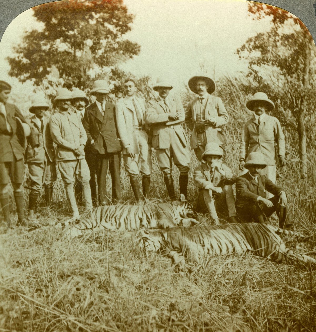 Polowanie na tygrysy, Cooch Behar, Zachodni Bengal, Indie, ok. 1900. autorstwa Underwood and Underwood