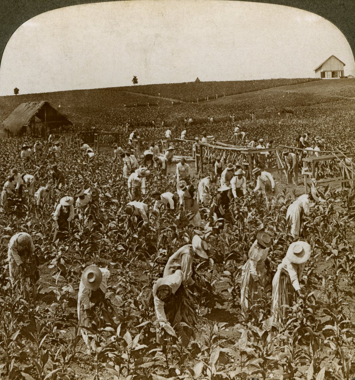 Pole tytoniu, Montpeller, Jamajka, 1900. autorstwa Underwood and Underwood