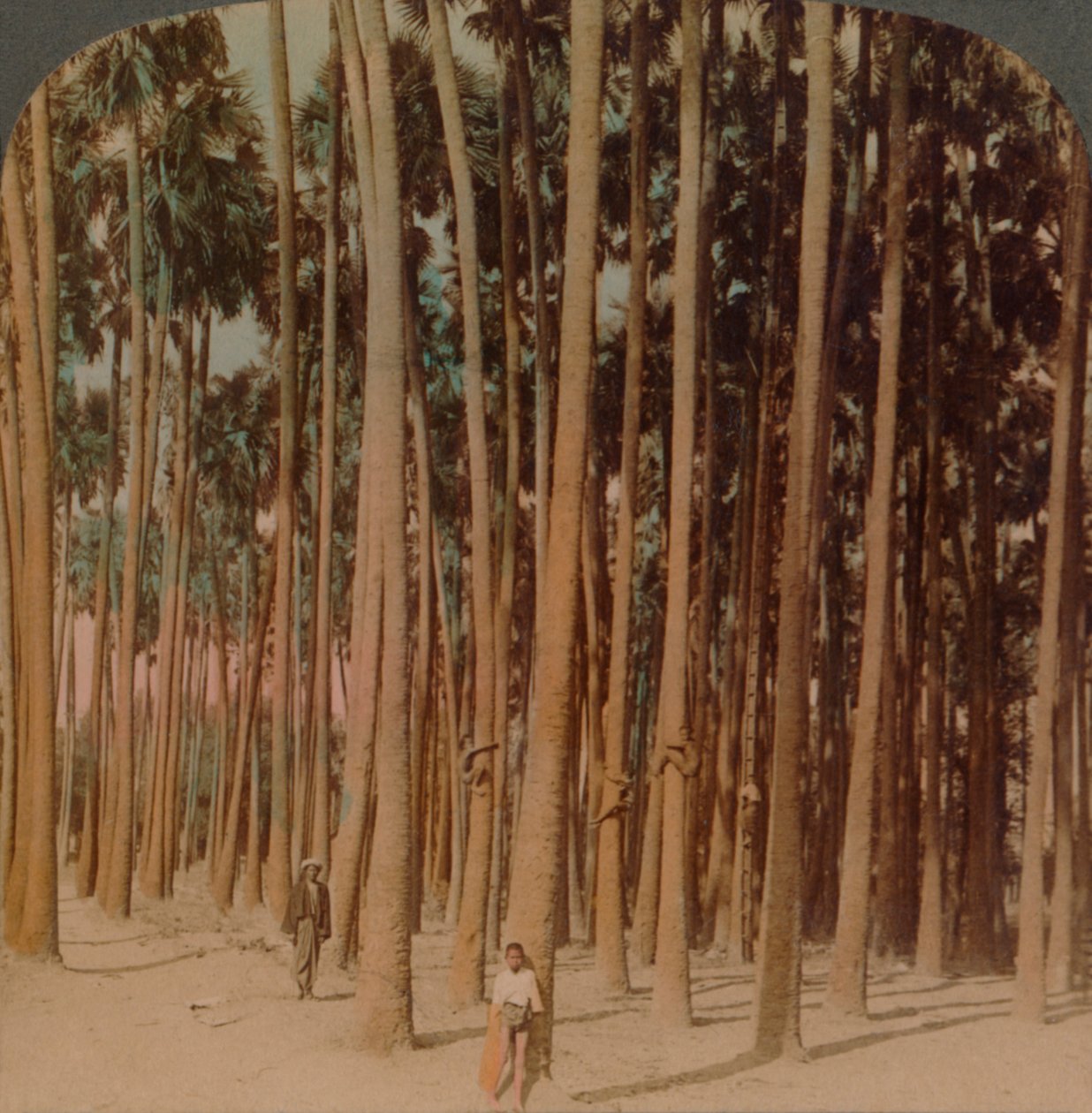 Palmy Toddy 100 stóp wysokości, Pagan, Birma, 1907. Artyści: Elmer Underwood, Bert Elias Underwood. autorstwa Underwood and Underwood