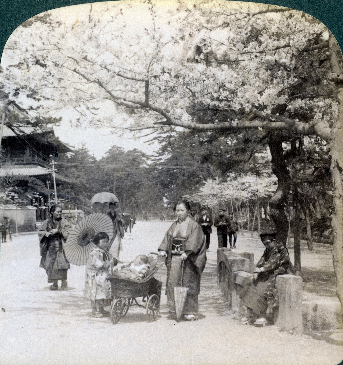 Pod kwitnącymi wiśniami, patrząc na północny wschód wzdłuż głównej alei Shiba Park, Tokio, Japonia, 1904 autorstwa Underwood and Underwood