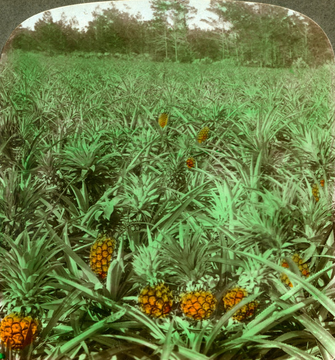 Tam, gdzie rośnie soczysty ananas, Floryda, USA, 1896 r. autorstwa Underwood and Underwood