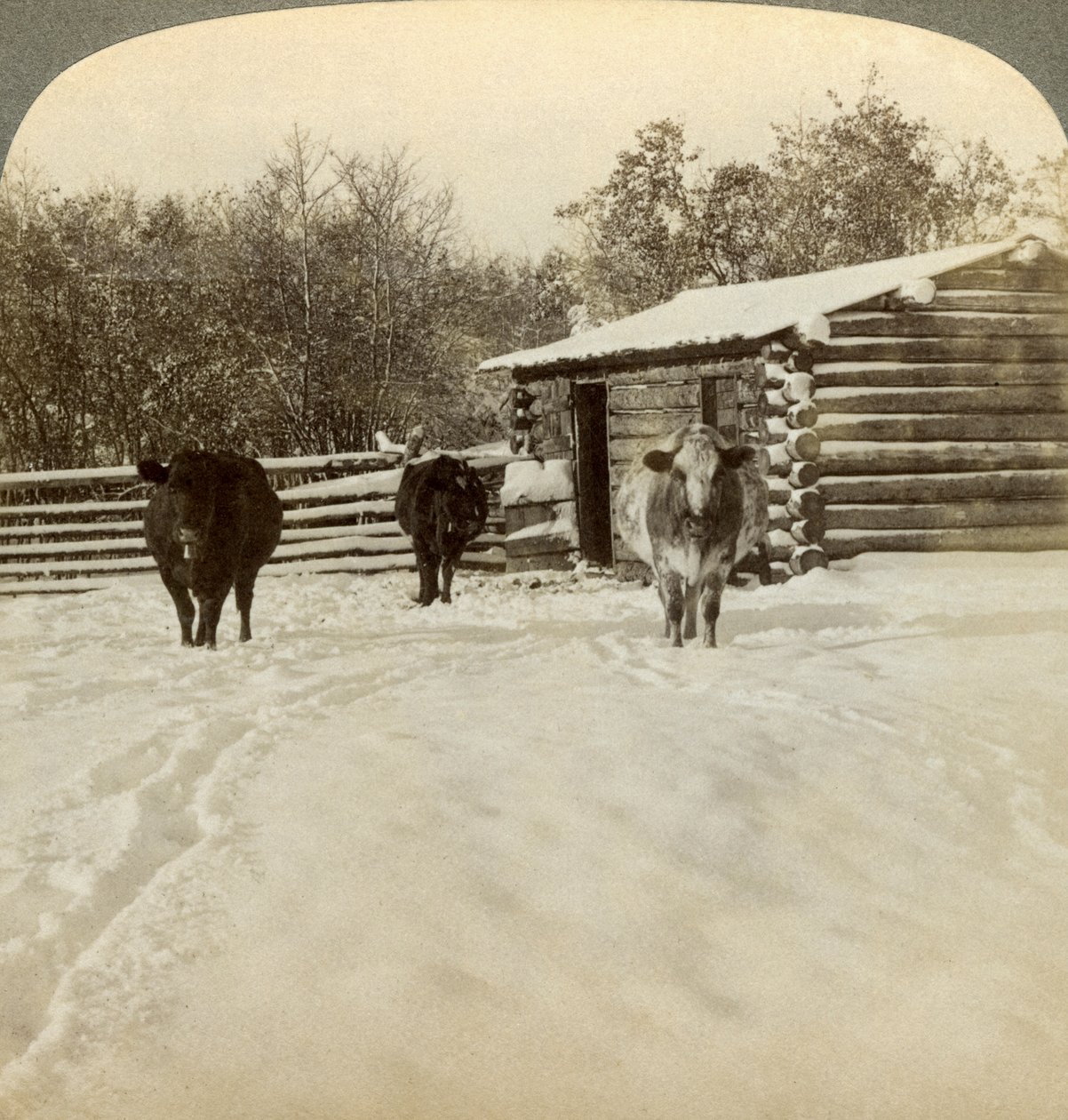 Zima na ranczo, Montana, USA. autorstwa Underwood and Underwood