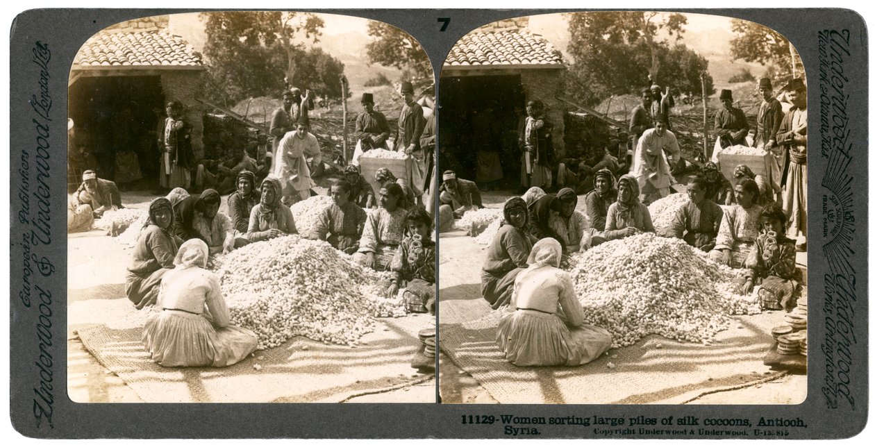 Kobiety sortujące duże stosy jedwabnych kokonów, Antiochia, Syria, 1900. autorstwa Underwood and Underwood