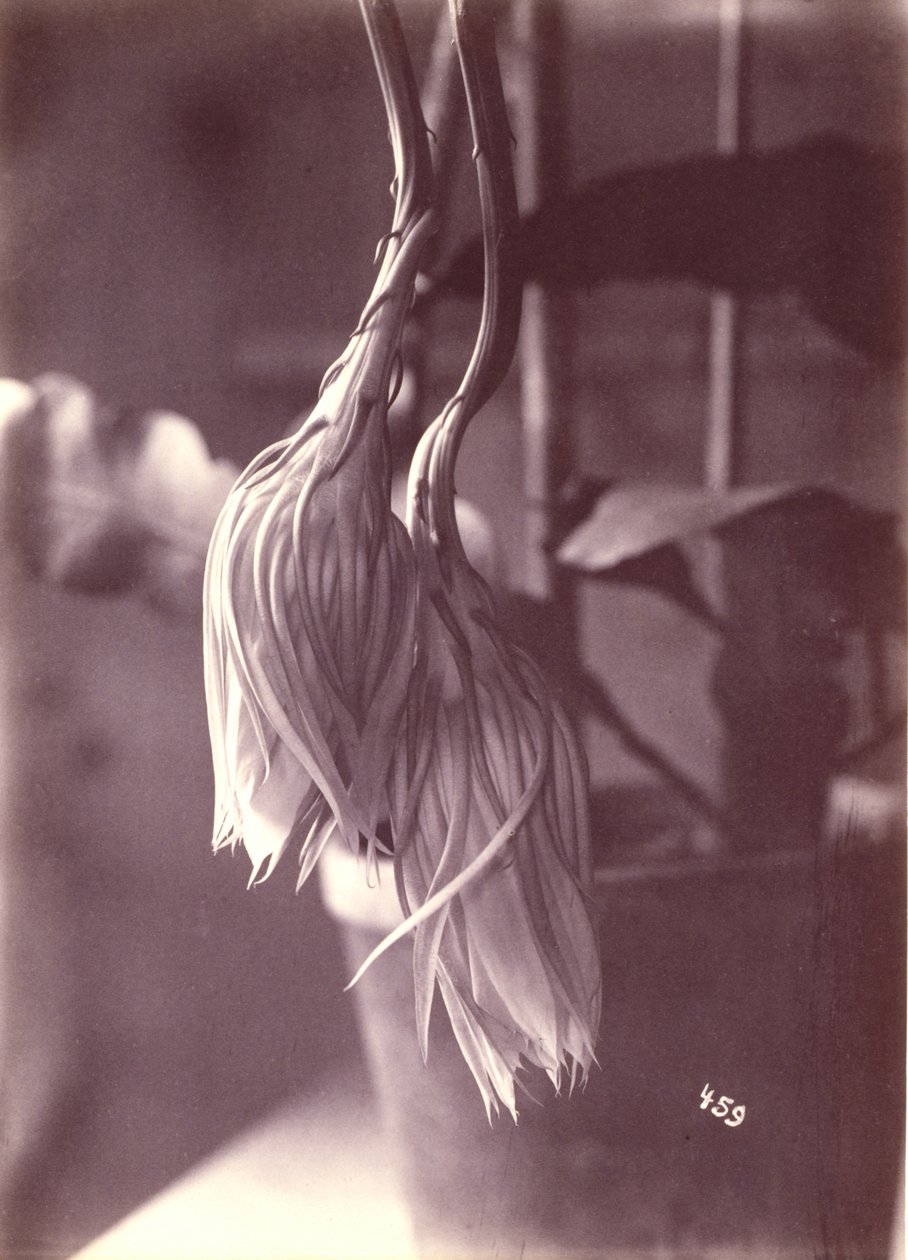 [Cereus kwitnący nocą, zamknięty po kwitnieniu]. autorstwa Unidentified