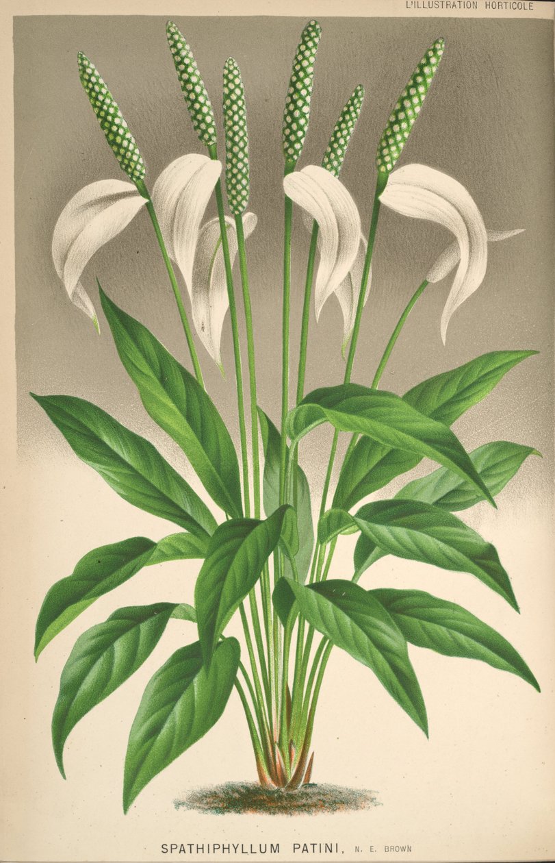 Spathiphyllum patinii autorstwa Unknown