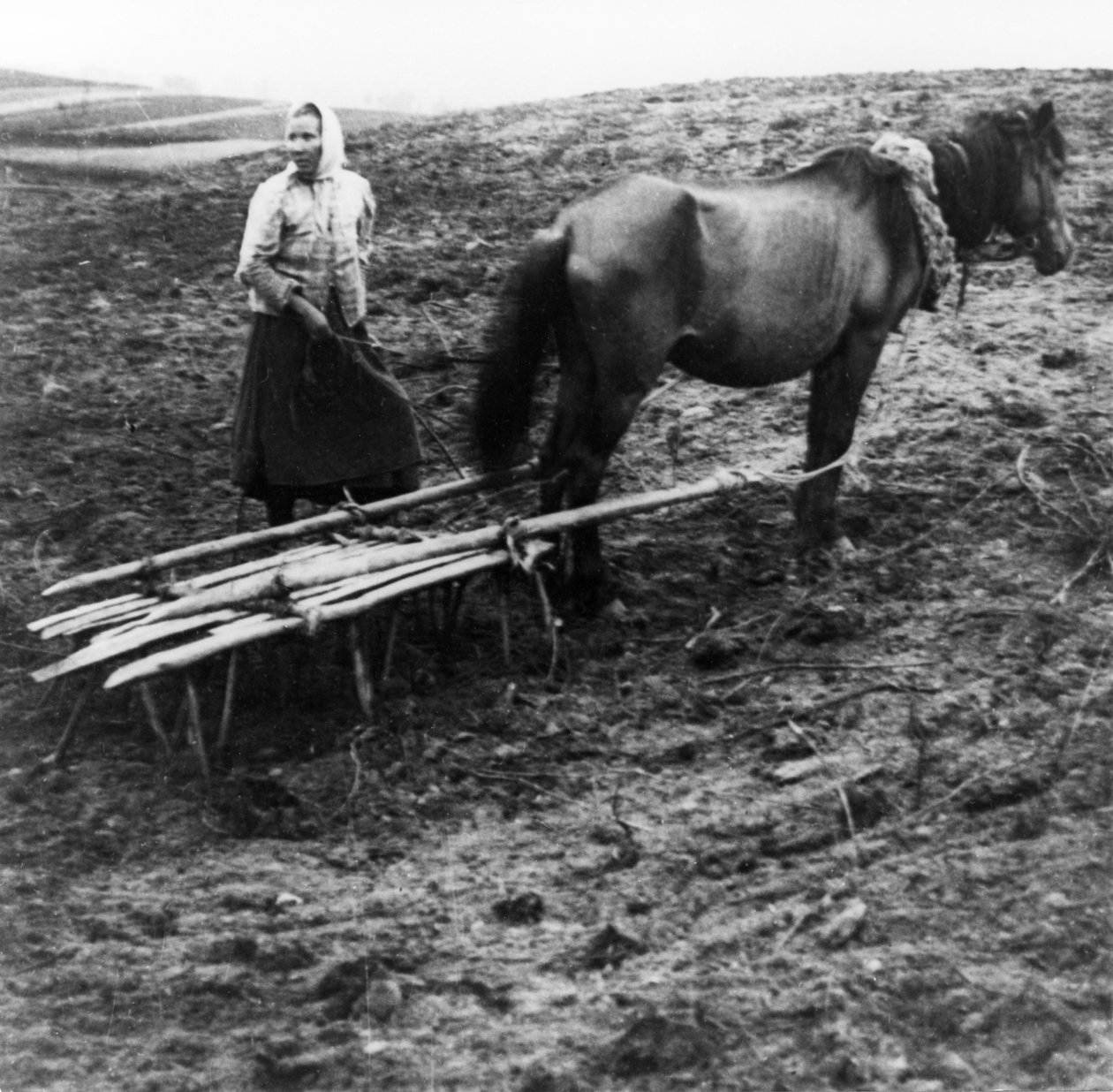Chłopka z koniem uprawiająca ziemię na farmie we wsi Woronowo nad Wołgą w przedrewolucyjnej Rosji, 1900 r. autorstwa Unknown