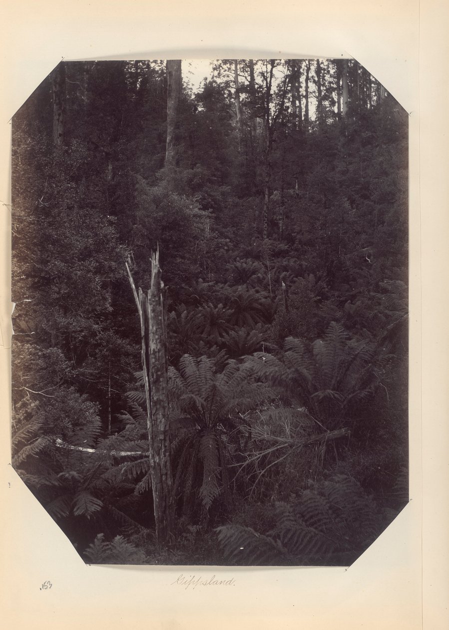 Australia - (Wiktoria i Południowa Australia) autorstwa Unknown