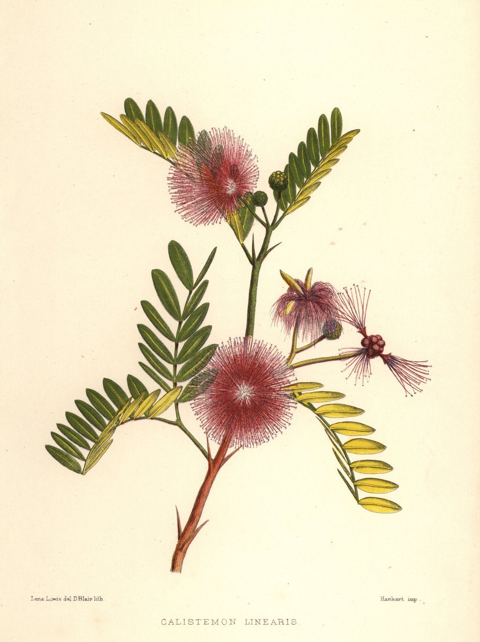Szczotka do butelek, Callistemon linearis (Calistemon linearis) autorstwa Unknown