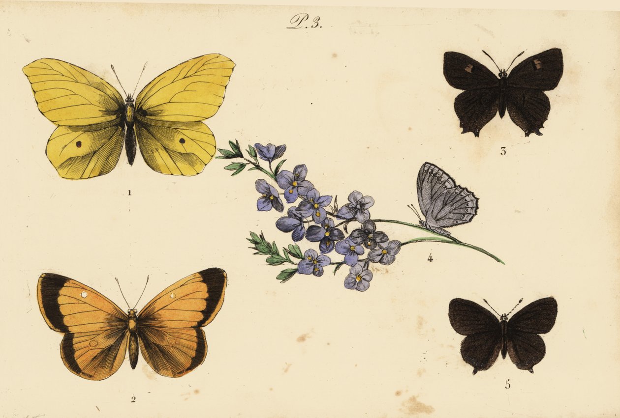 Siarka zwyczajna, Gonepteryx rhamni 1, zmętniały żółty, Colias croceus 2 brązowa pasmo włosów, Thecla betulae 3, Meleagers niebieski, Polyommatus daphnis 4 i czarna pasmo włosów, Satyrium pruni 5 autorstwa Unknown