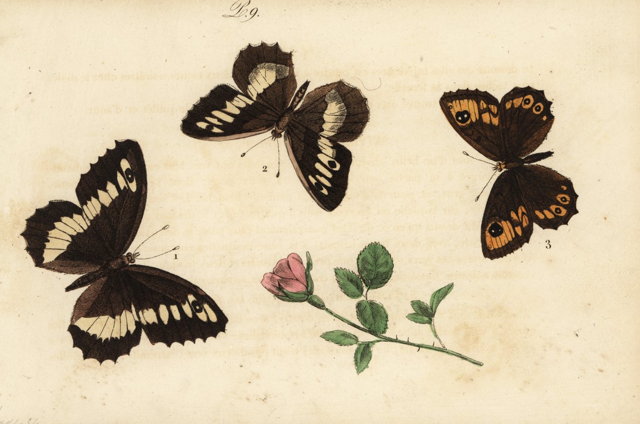 Lipień pręgowany, Brintesia circe 1, pustelnik, Chazara briseis 2 i duża ściana brązowa, Lasiommata maera 3 autorstwa Unknown