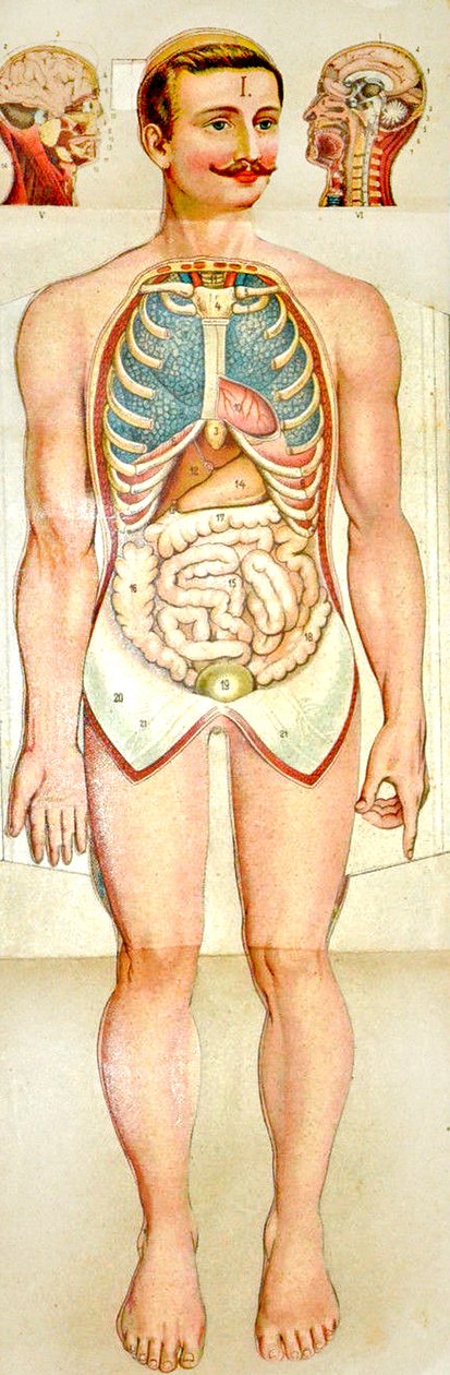 Rozkładany model edukacyjny Human Anatomy, c. 1895 autorstwa Unknown