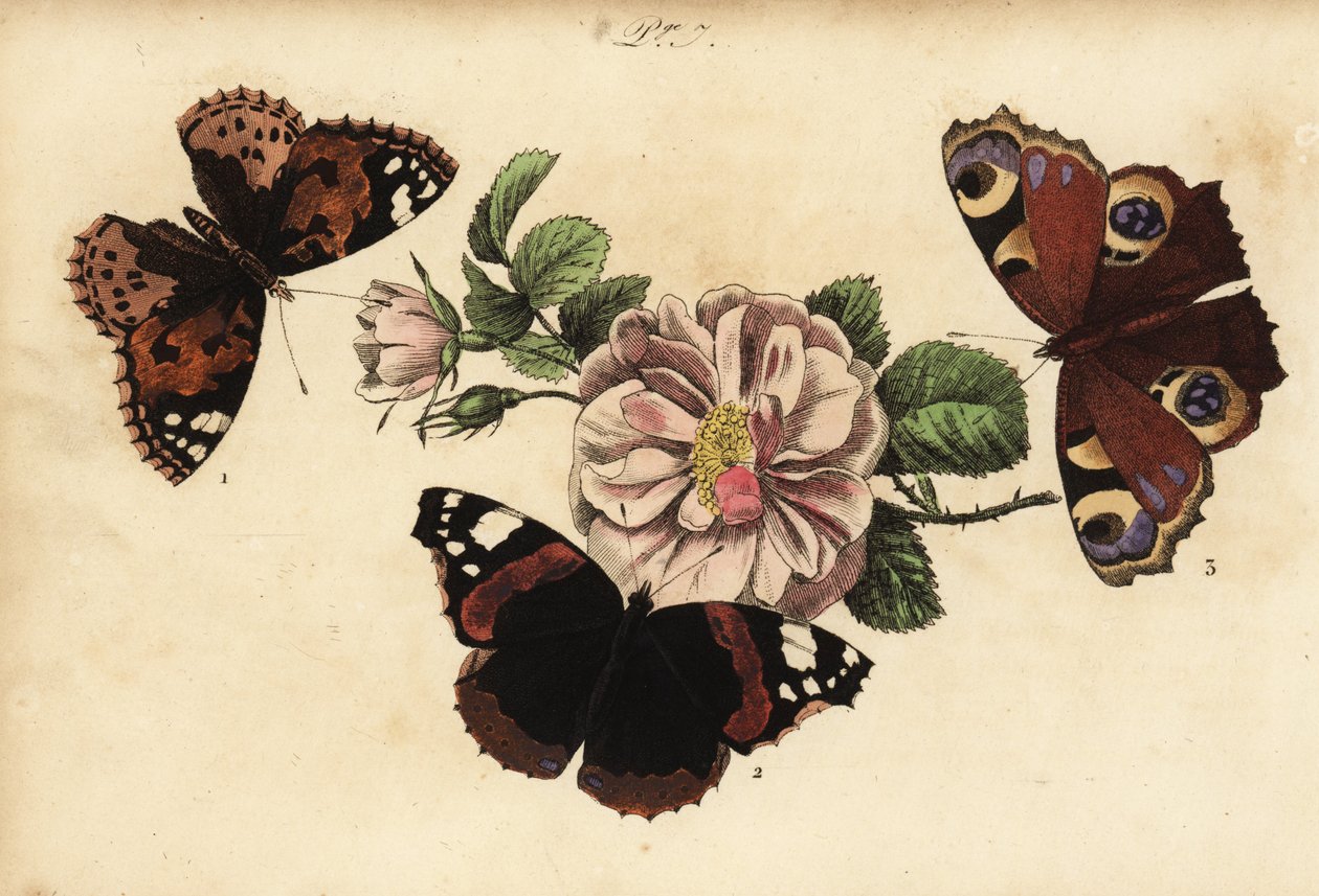 Malowany motyl dama, Vanessa cardui 1, czerwony admirał, Vanessa atalanta 2 i paw europejski, Aglais io 3 autorstwa Unknown