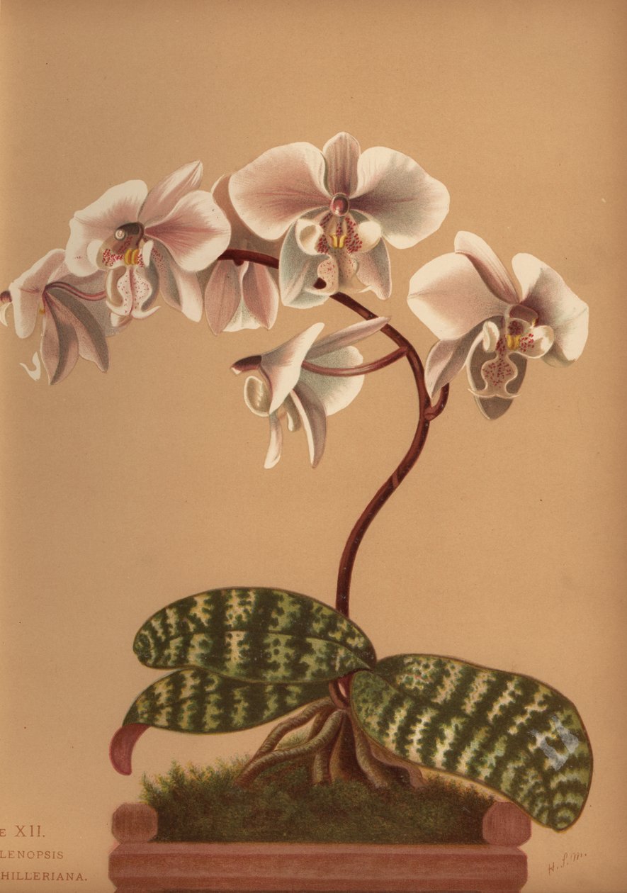 Phalaenopsis schilleriana (Phalenopsis schilleriana) autorstwa Unknown