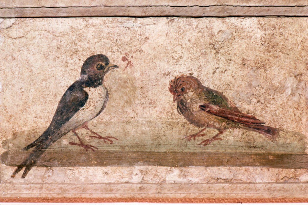 Jaskółka i Wróbel, rzymskie malowidło ścienne z Boscoreale koło Pompei, I wiek autorstwa Unknown