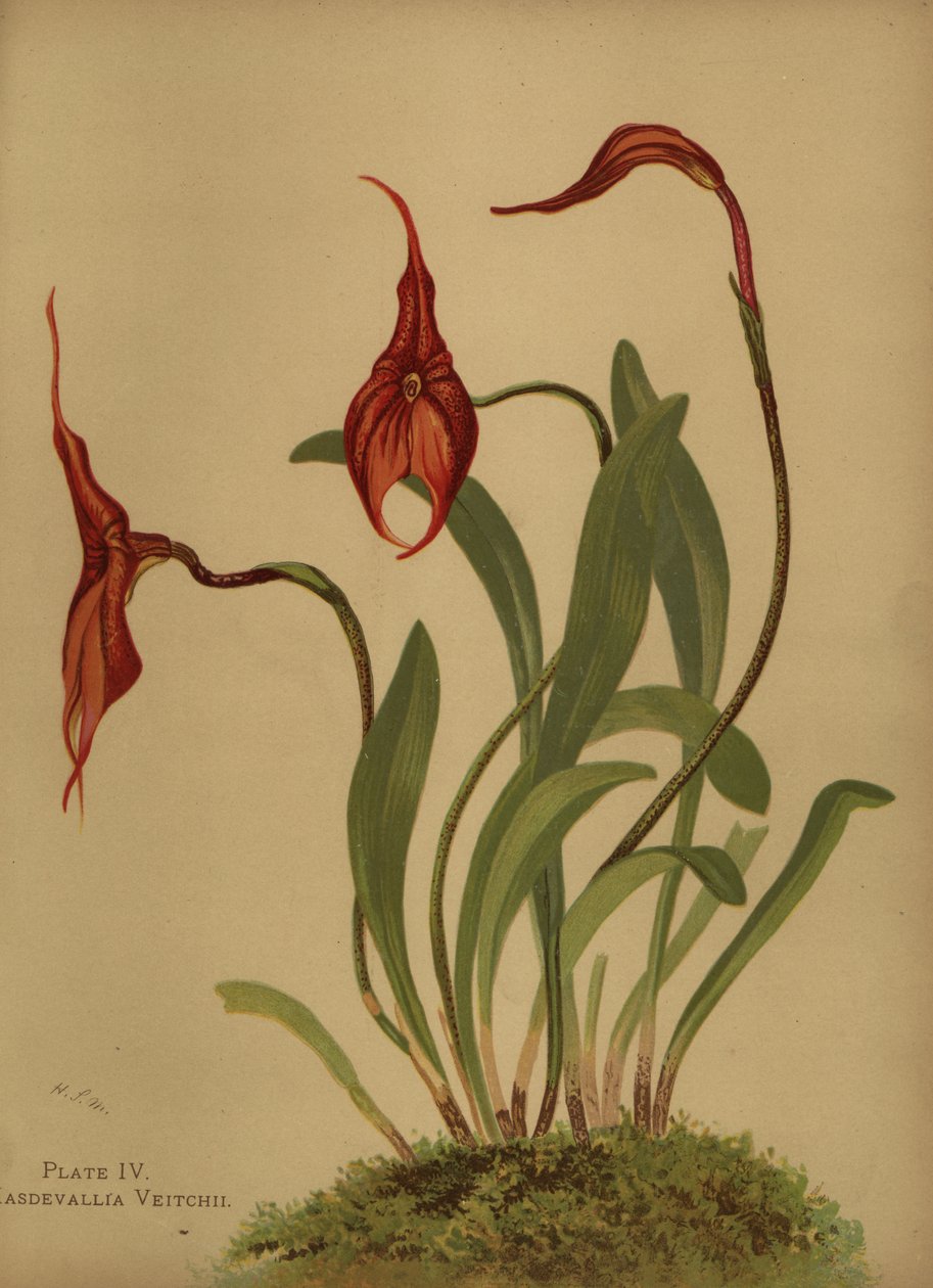 Veitchs masdevallia lub król Masdevallias, Masdevallia veitchiana autorstwa Unknown