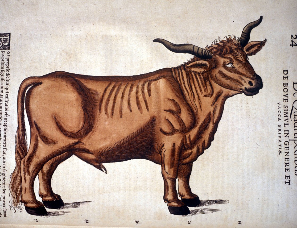 Wołowina z Historii Animalium Conrada Gesnera, Tiguri 1560. Biblioteca Nazionale Braidense. Mediolan autorstwa Unknown artist
