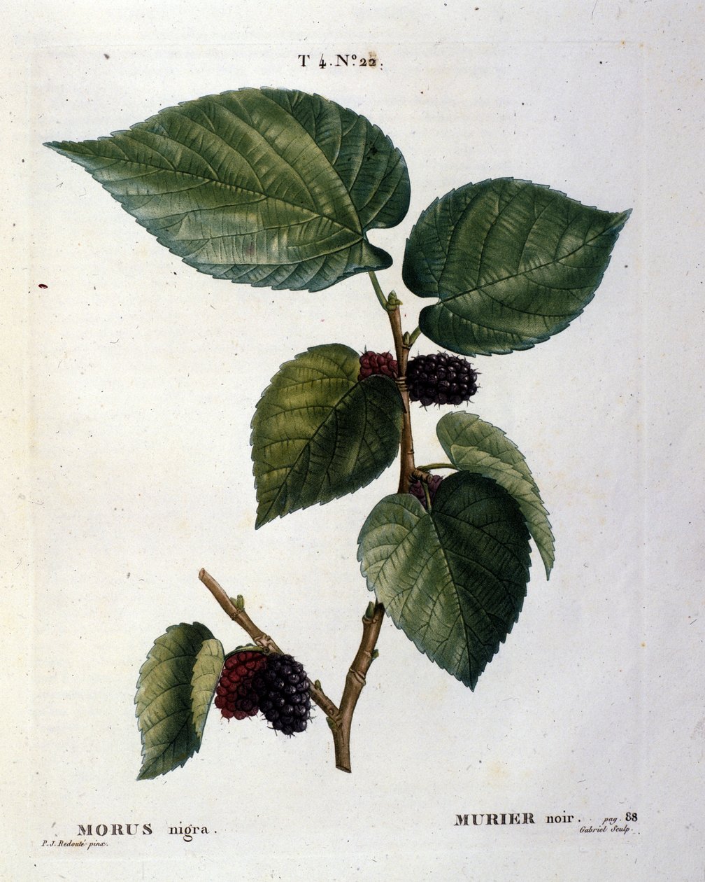 Czarny murier i jego owoce: deska botaniczna z XIX wieku. autorstwa Unknown artist