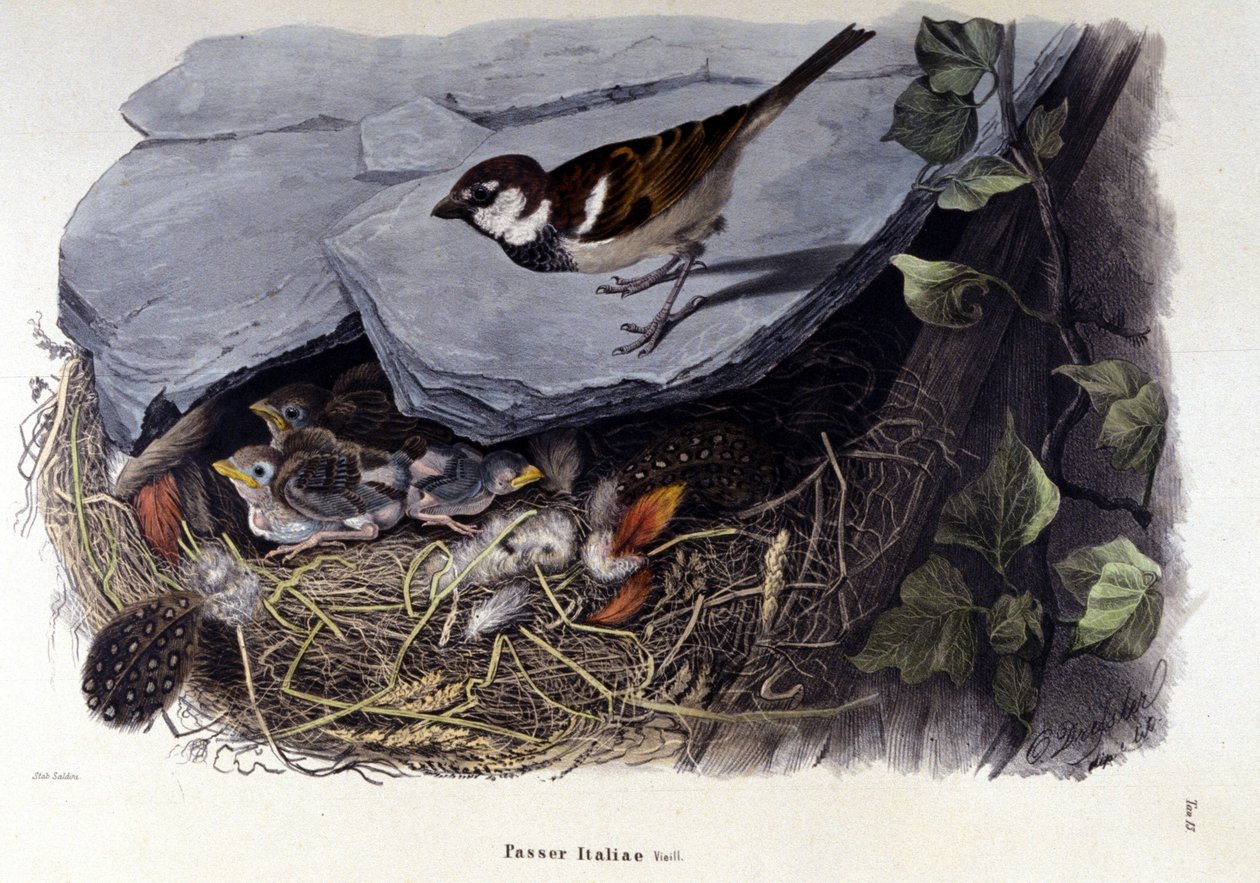 Plansza przedstawiająca pospolitego ptaka (lub wróbla) w pobliżu gniazda. autorstwa Unknown artist