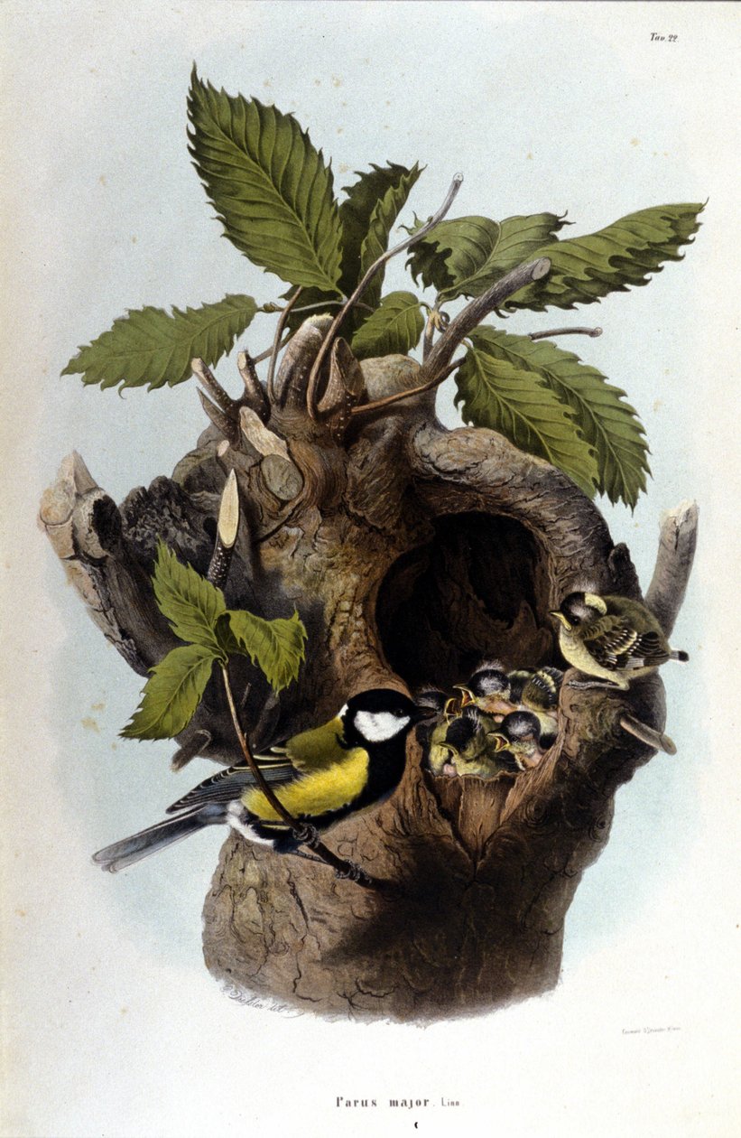 Plansza przedstawiająca pospolitego ptaka (lub wróbla) w pobliżu gniazda. autorstwa Unknown artist