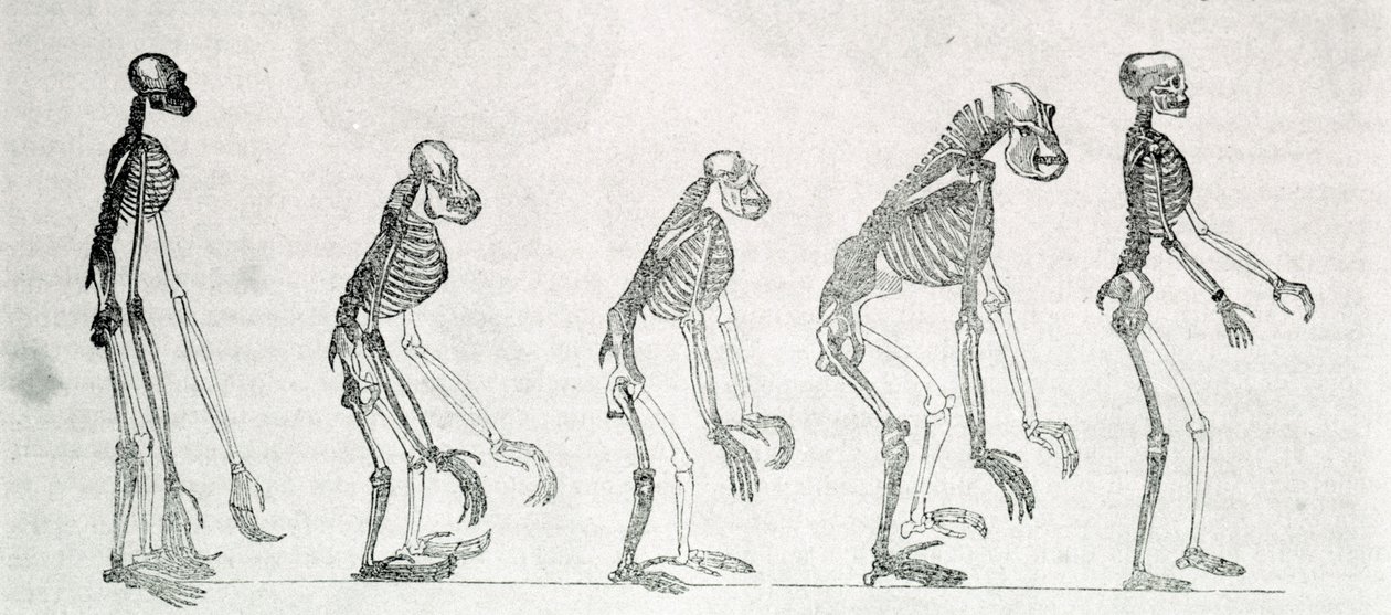 Badanie porównawcze szkieletów człowieka i małp: gibon, orang outan (orangutan, orang outang, orangutan), szympans i goryl. autorstwa Unknown artist