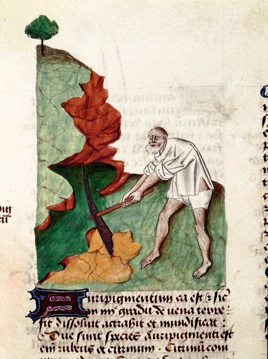 Poszukiwacz złota Strona rękopisu „Smakołyki na ziołach” (Tractatus de herbs) autorstwa Pedaniusa Dioscoridesa (Dioscorides) (40-90 AD) Lat.1152 autorstwa Unknown artist