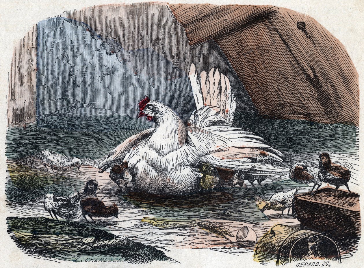 Kura chroni pisklęta przed zimnem, rozkładając skrzydła. autorstwa Unknown artist