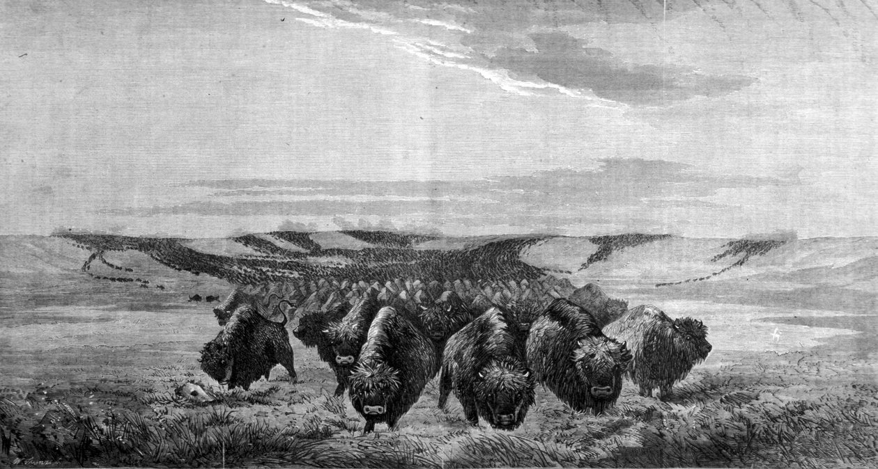 Ogromne skupisko żubrów przemierza łąkę w dolinie Missouri autorstwa Unknown artist