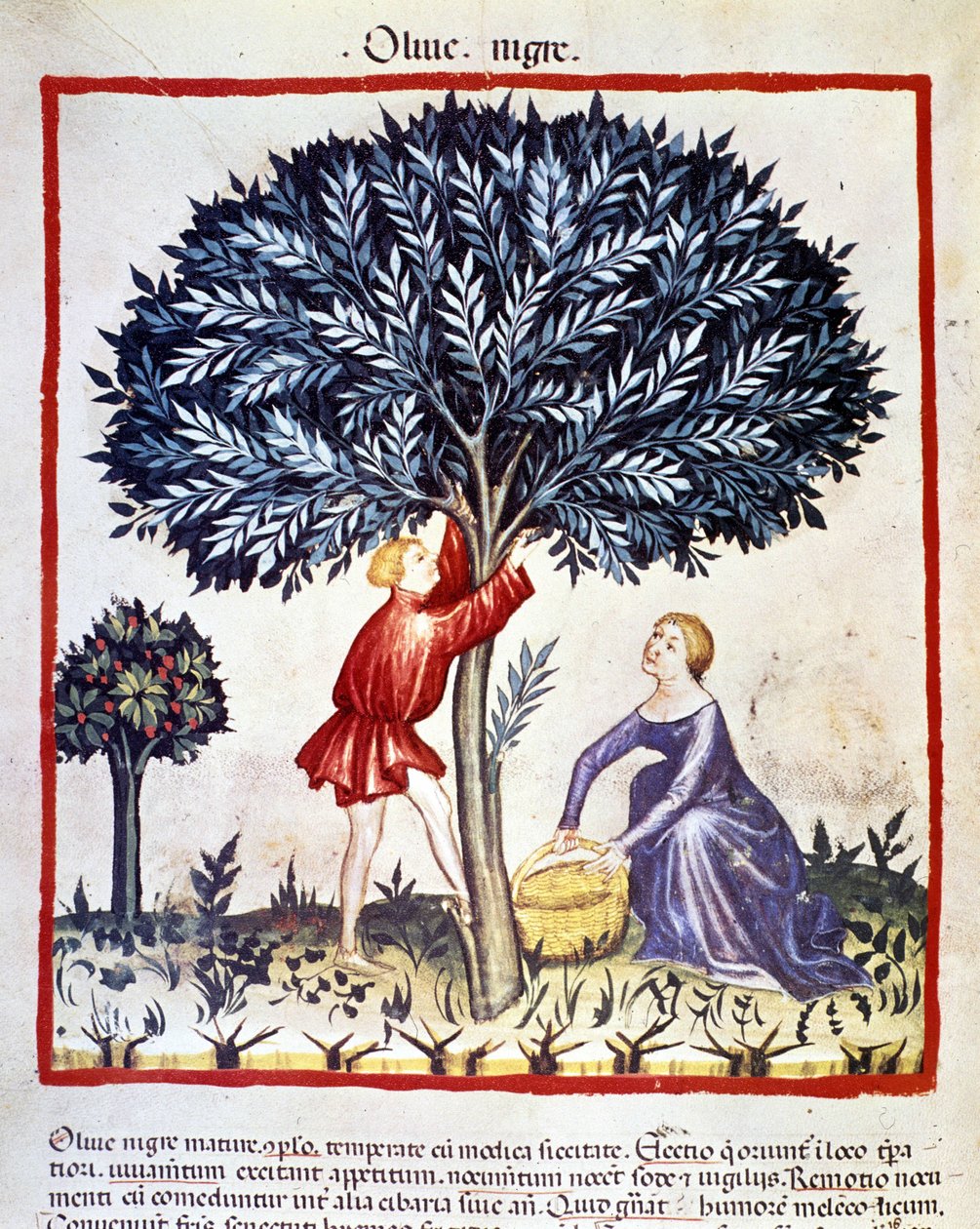 Mężczyzna wspina się na drzewo oliwne, aby zbierać czarne oliwki. Oświetlenie z doju medycyny i dietetyki „”Tacuinum sanitatis”” autorstwa Unknown artist