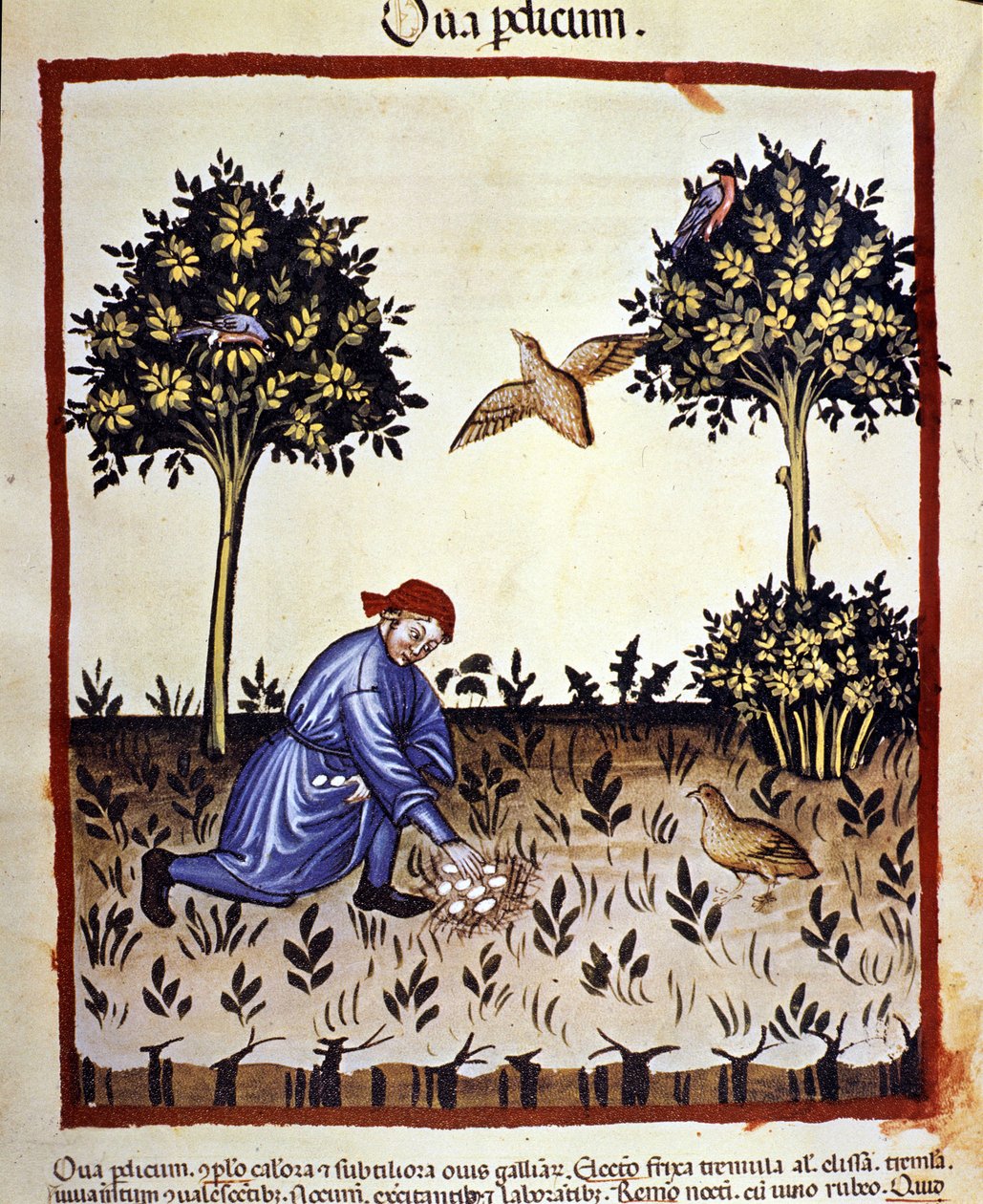 Mężczyzna zbiera jajka z gniazda kuropatwy. Oświetlenie z doju medycyny i dietetyki „”Tacuinum sanitatis”” autorstwa Unknown artist