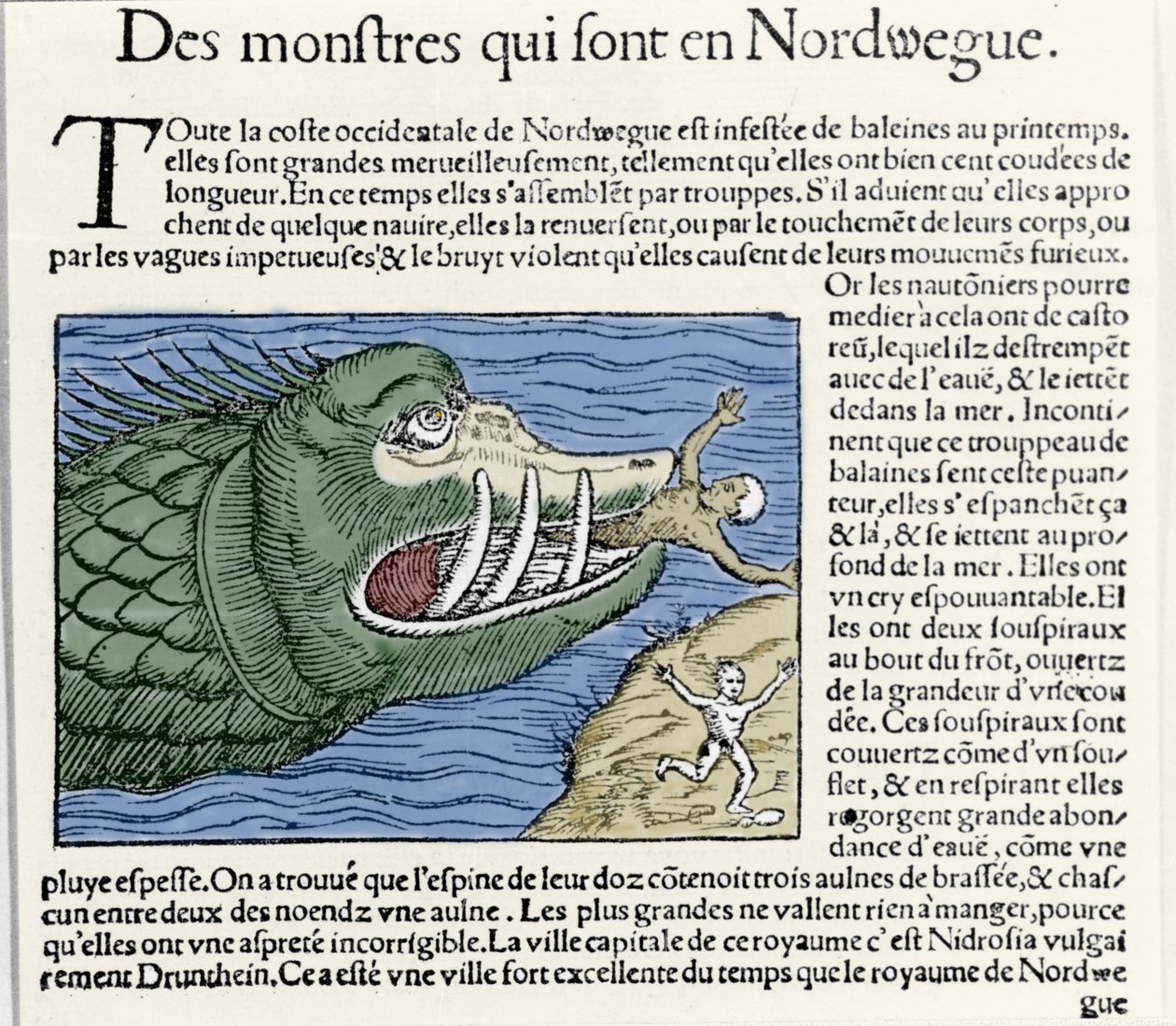 Morski potwór bije pływaka u wybrzeży Norwegii. Grawer Olausa Magnusa (1490 - 1557), szwedzkiego zakonnika i geografa, „Historia de Gentis Septentrionalibus”, Wenecja autorstwa Unknown artist