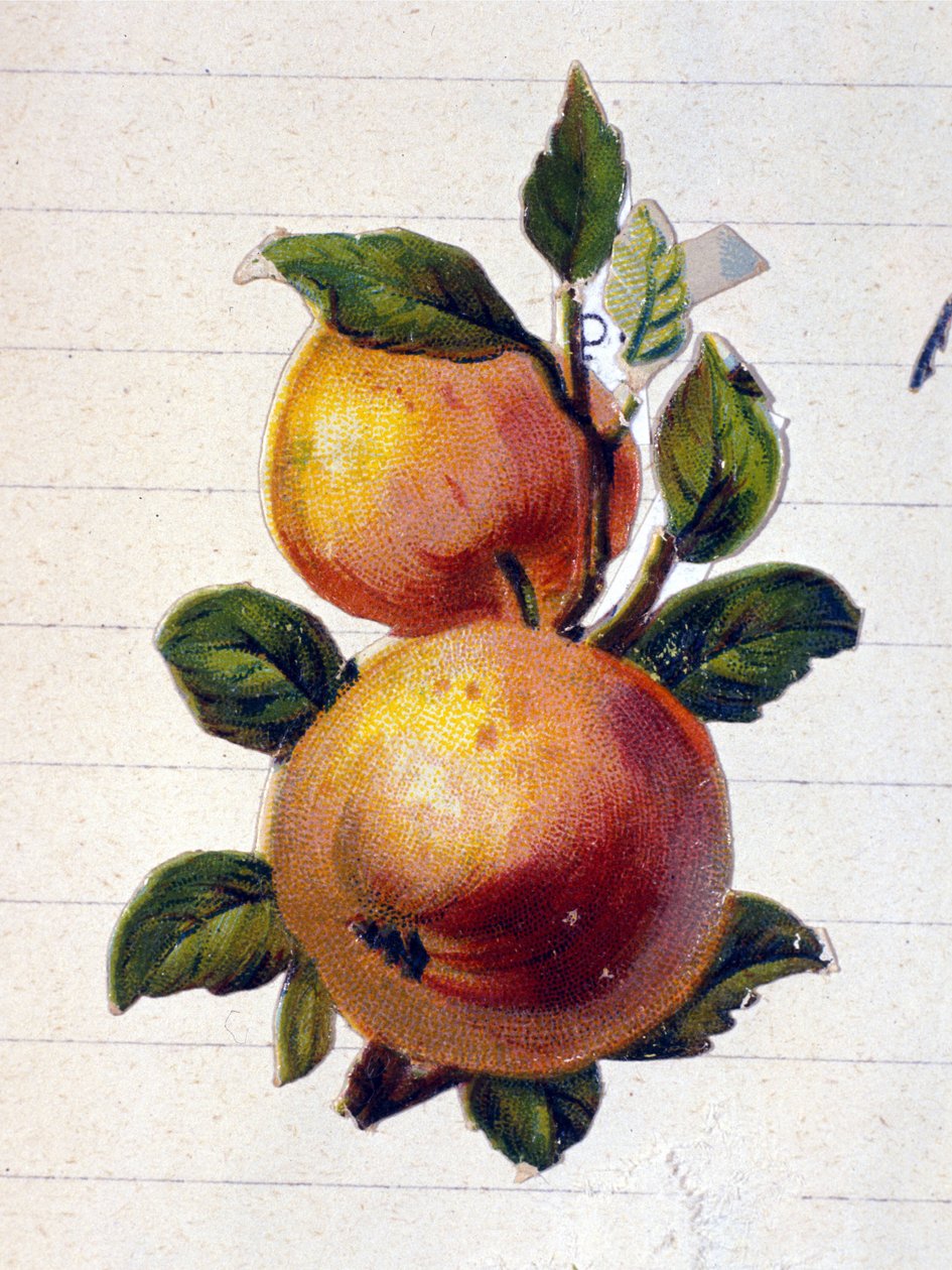 Brzoskwinia autorstwa Unknown artist
