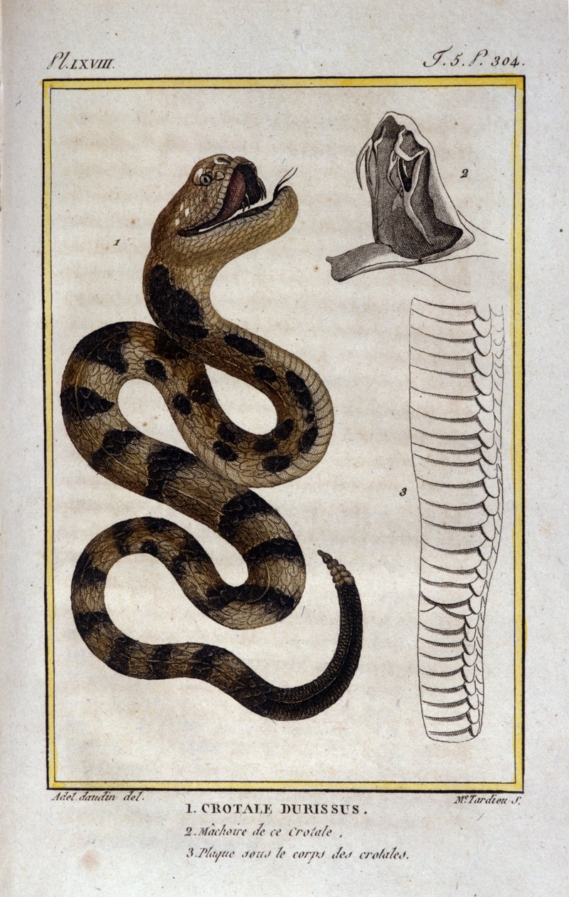 Grzechotnik. Talerz zaczerpnięty z traktatu historii naturalnej „Dzieła Buffona” autorstwa przyrodnika Georgesa Louisa Leclerca, hrabiego Buffon (1707 - 1788). 19 wiek autorstwa Unknown artist