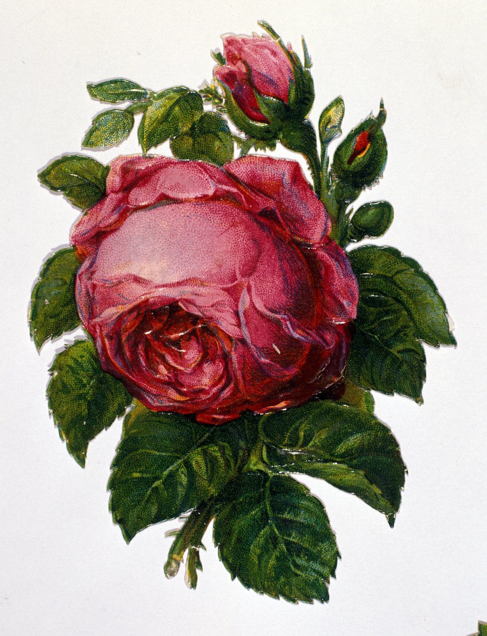 Róża autorstwa Unknown artist