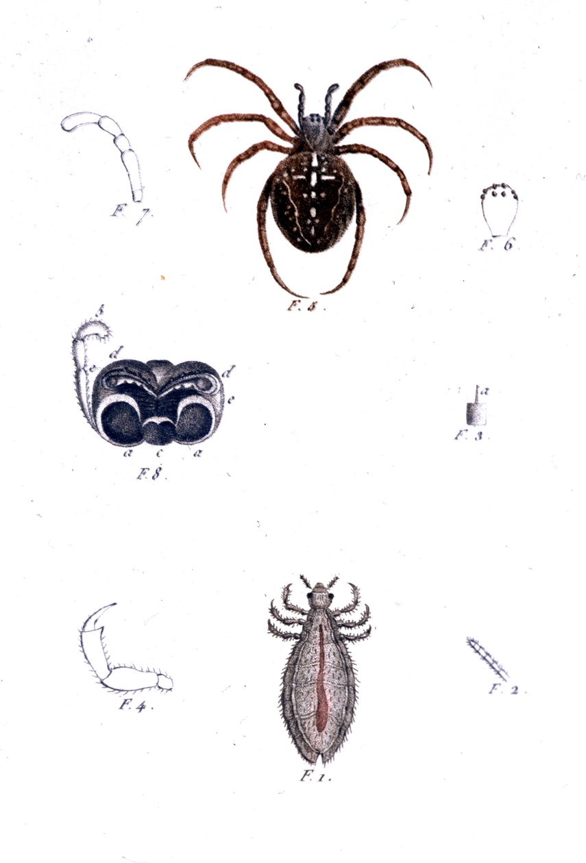 Pająk i wesz. Tablica historii naturalnej, s.d. 19 wiek. autorstwa Unknown artist